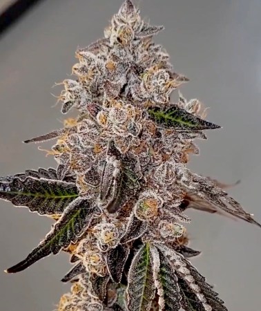 watermelon wonder